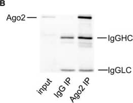 Ago2/eIF2C2 Antibody (2E12-1C9)