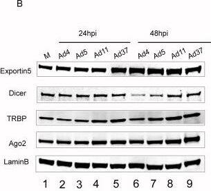 Ago2/eIF2C2 Antibody (2E12-1C9)