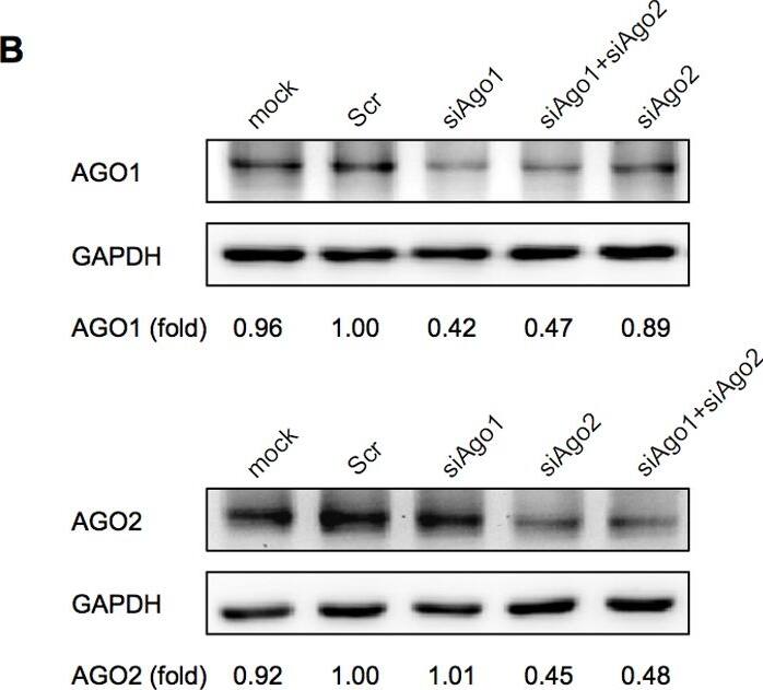Ago2/eIF2C2 Antibody (2E12-1C9)