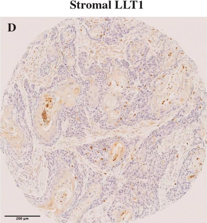 OCIL/CLEC2d Antibody (4C7) - Azide and BSA Free