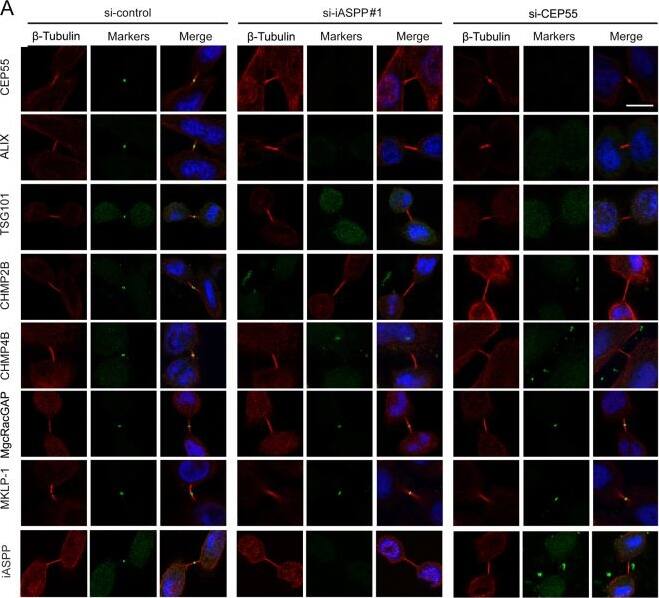 MgcRacGAP/RACGAP1 Antibody (1G6)