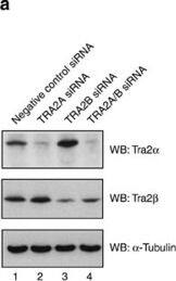 TRA2A Antibody - Azide and BSA Free