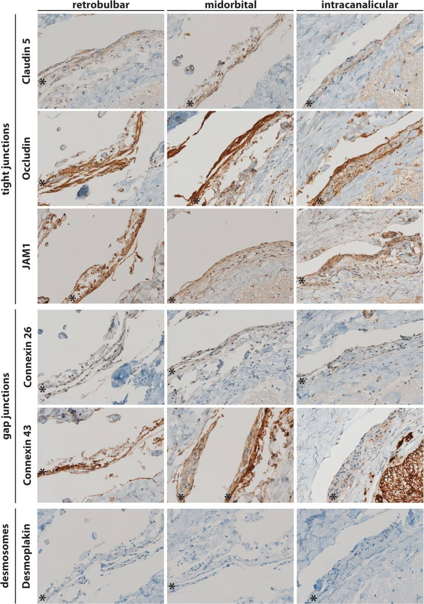 JAM-A Antibody (2E3-1C8)