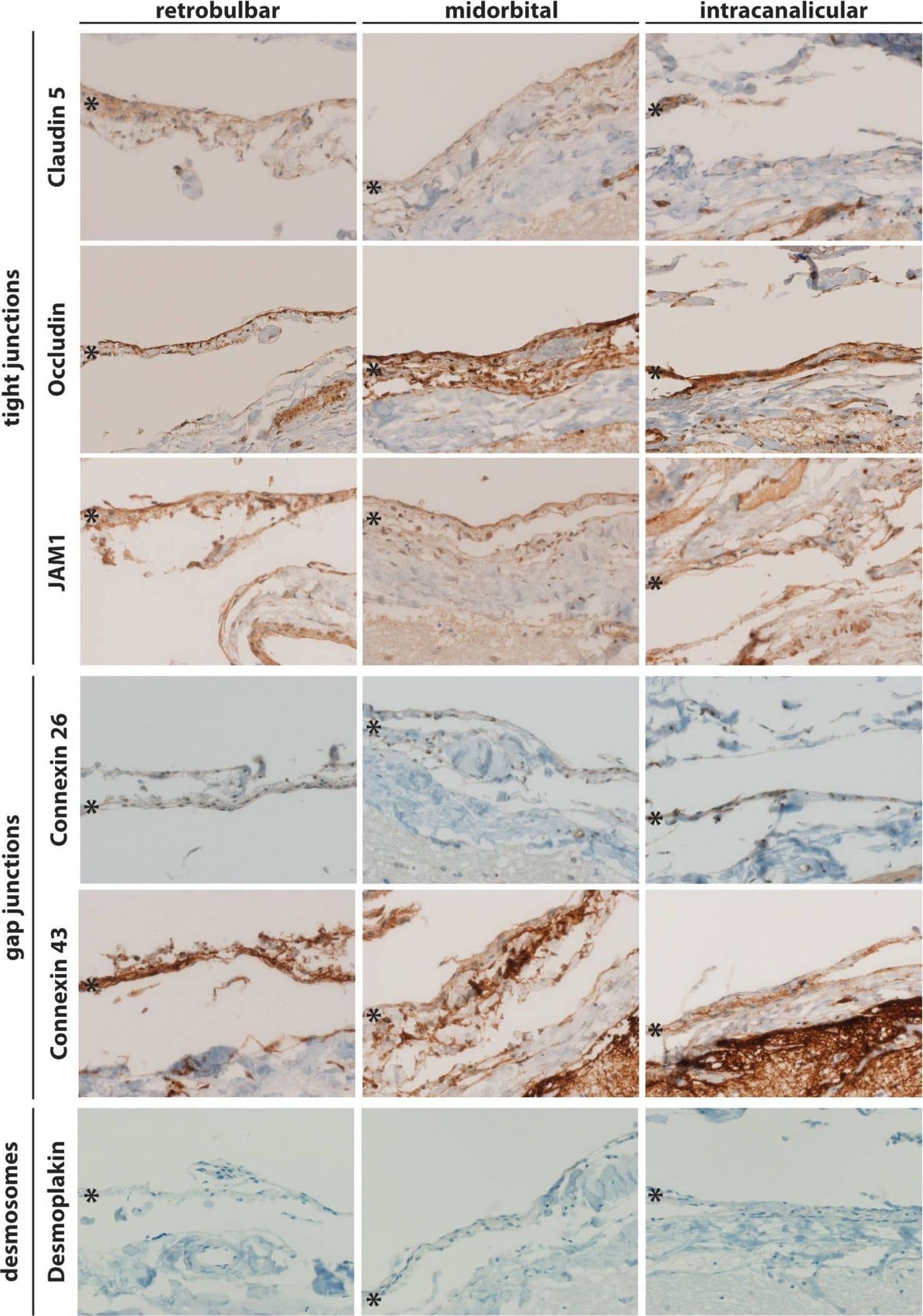 JAM-A Antibody (2E3-1C8)