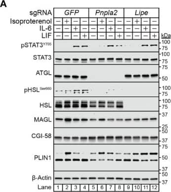 Abhd5 Antibody (1F3) - Azide and BSA Free