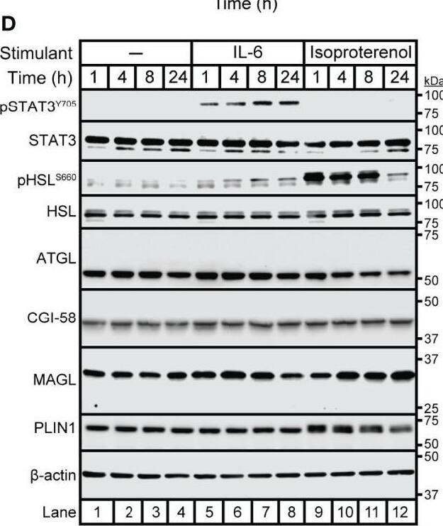 Abhd5 Antibody (1F3) - Azide and BSA Free