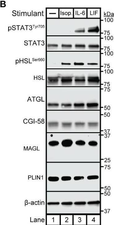 Abhd5 Antibody (1F3) - Azide and BSA Free