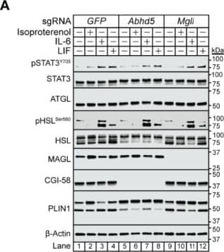 Abhd5 Antibody (1F3) - Azide and BSA Free