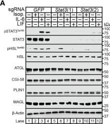 Abhd5 Antibody (1F3) - Azide and BSA Free