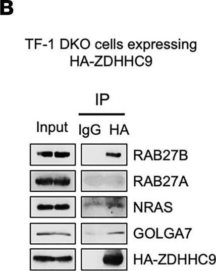 GOLGA7 Antibody (2H8) - Azide and BSA Free