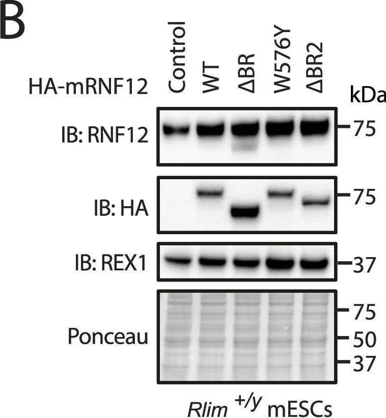 RNF12 Antibody (1G10) - Azide and BSA Free