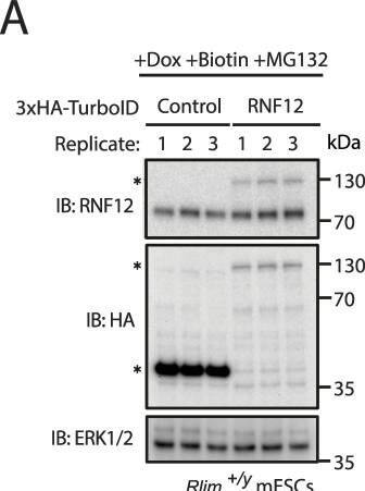 RNF12 Antibody (1G10) - Azide and BSA Free
