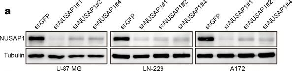 NUSAP1 Antibody