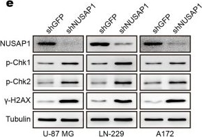 NUSAP1 Antibody
