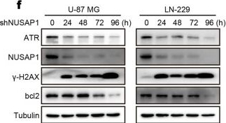 NUSAP1 Antibody