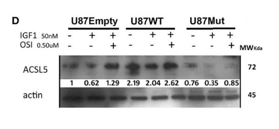 ACSL5 Antibody (5H8)