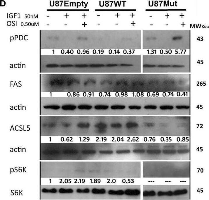 ACSL5 Antibody (5H8)
