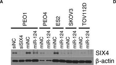 SIX4 Antibody (7E2)