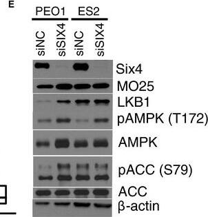 SIX4 Antibody (7E2)