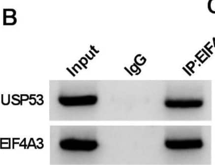 USP53 Antibody - Azide and BSA Free