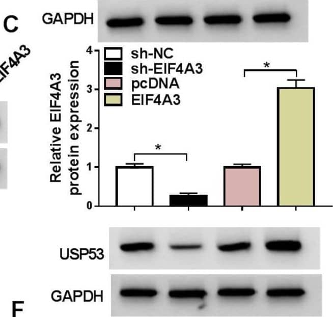 USP53 Antibody - Azide and BSA Free