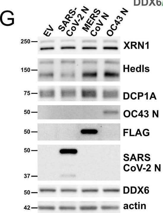 Dcp1a Antibody (3G4) - Azide and BSA Free