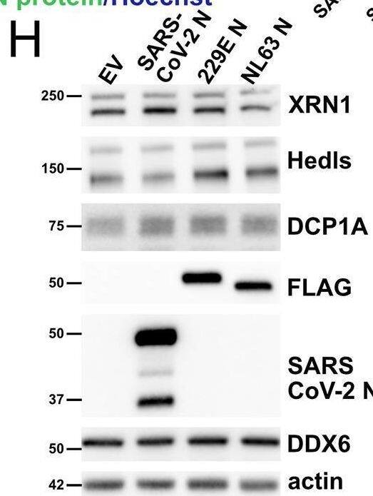 Dcp1a Antibody (3G4) - Azide and BSA Free