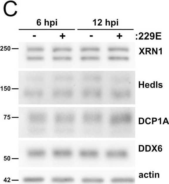 Dcp1a Antibody (3G4) - Azide and BSA Free