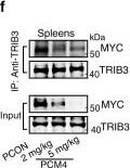 TRIB3 Antibody (1H2)
