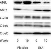 CIDEC Antibody (2E2)