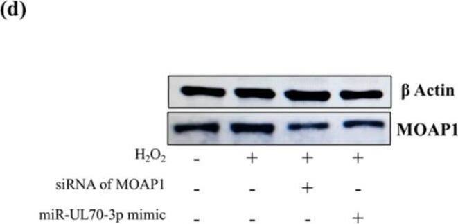 MAP1 Antibody (4A1) - Azide and BSA Free