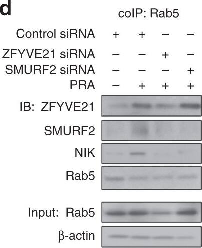 ZFYVE21 Antibody