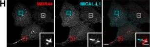 MICALL1 Antibody