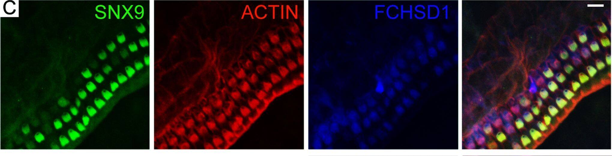 FCHSD1 Antibody (4G4)