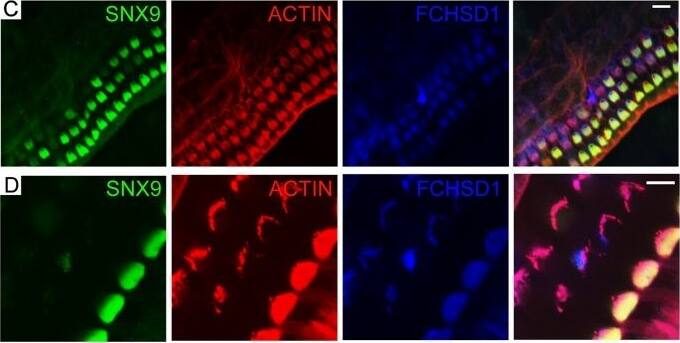 FCHSD1 Antibody (4G4)