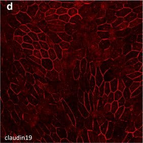 Claudin-19 Antibody (2F2)