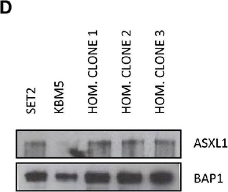 ASXL1 Antibody (6E2)