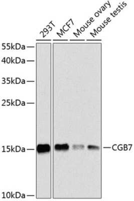 Western Blot: hCG beta 7 AntibodyBSA Free [NBP3-03575]