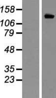 Western Blot: Kv11.1 Overexpression Lysate [NBL1-12154]