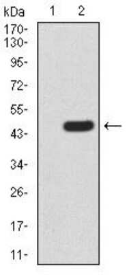 Western Blot: Rad23 Antibody (3E3F4)BSA Free [NBP2-52549]