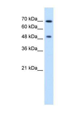 Western Blot: Rad23 Antibody [NBP1-52920]