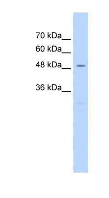 Western Blot: Rad23 Antibody [NBP1-52942]