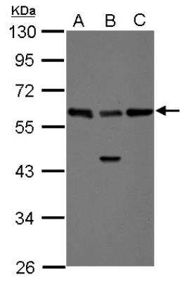 Western Blot: hHR23b Antibody [NBP2-16825]