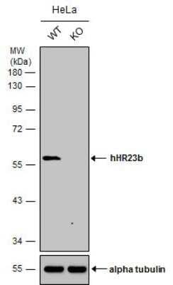 Knockout Validated: hHR23b Antibody [NBP2-16825]