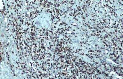 Immunohistochemistry-Paraffin: hHpr1-p84-Thoc1 Antibody (5E10) [NB100-174]