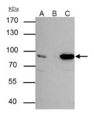 Immunoprecipitation: hHpr1-p84-Thoc1 Antibody (5E10) [NB100-174]