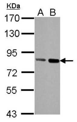 Western Blot: hHpr1-p84-Thoc1 Antibody (5E10) [NB100-174]