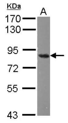 Western Blot: hHpr1-p84-Thoc1 Antibody (5E10) [NB100-174]