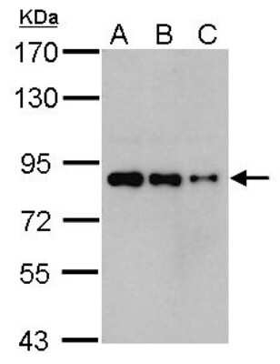 Western Blot: hHpr1-p84-Thoc1 Antibody (5E10) [NB100-174]