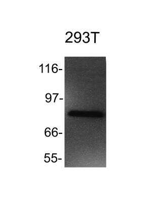 Western Blot: hHpr1-p84-Thoc1 Antibody (5E10) [NB100-174]